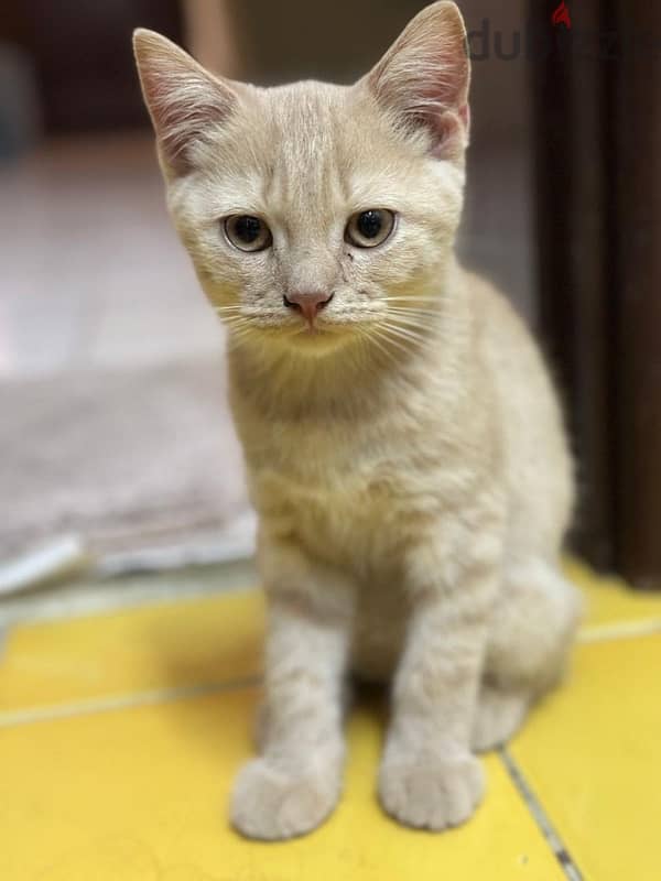 British shorthair kittens 2