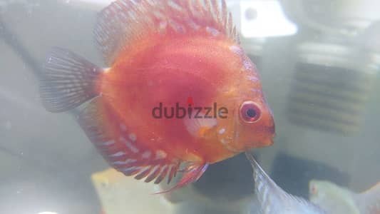 Discus