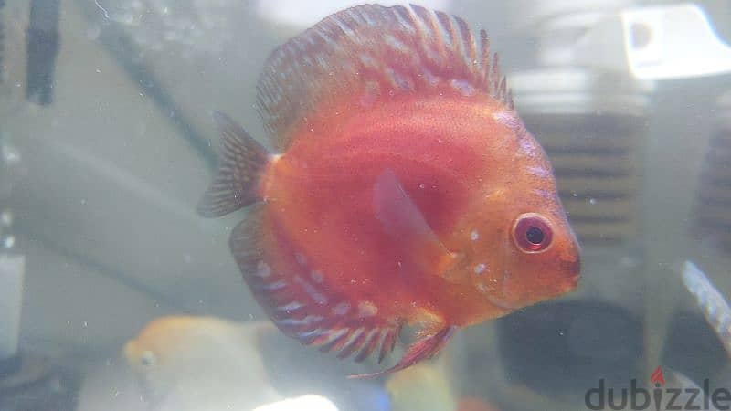 Discus 1