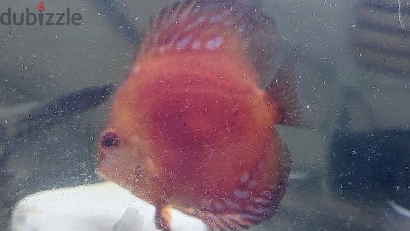 Discus 2