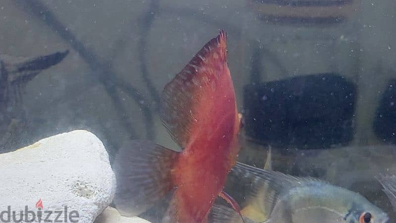 Discus 3