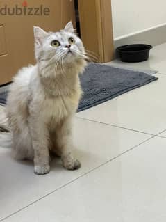 persian cat for selling 0