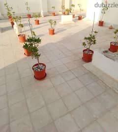 Healthy Plants for Sale 0