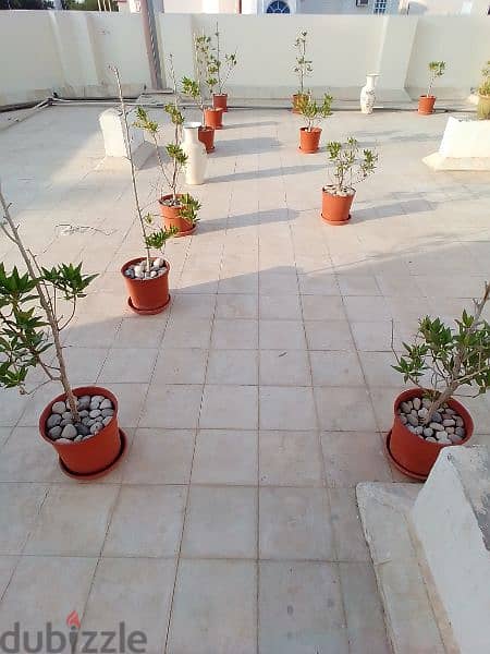 Healthy Plants for Sale 1