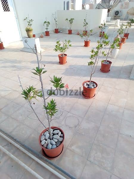 Healthy Plants for Sale 2