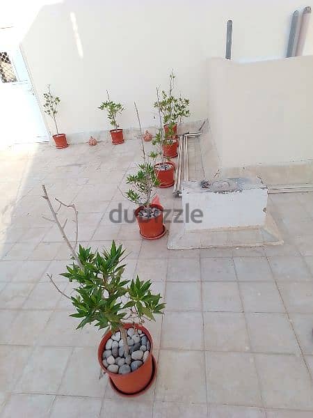 Healthy Plants for Sale 7