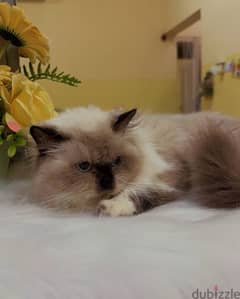 Himalayan Cat female 0