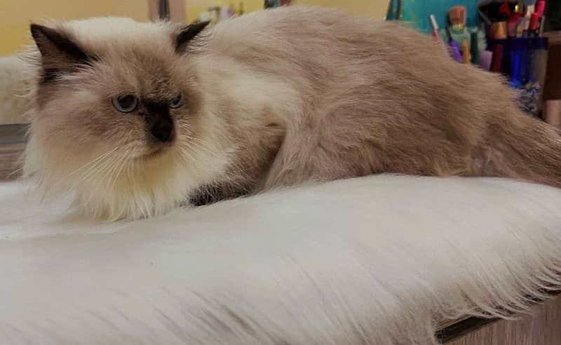 Himalayan Cat female 1