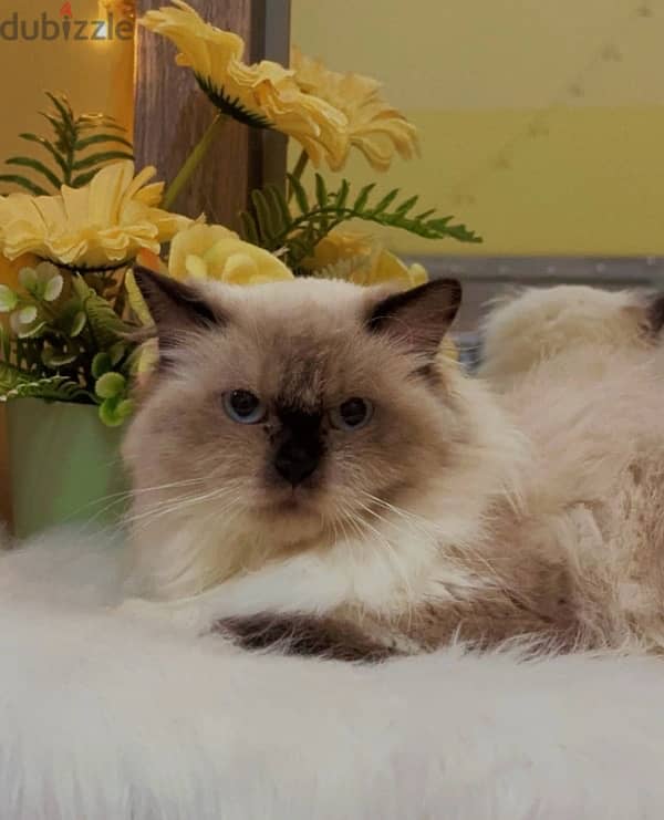 Himalayan Cat female 2