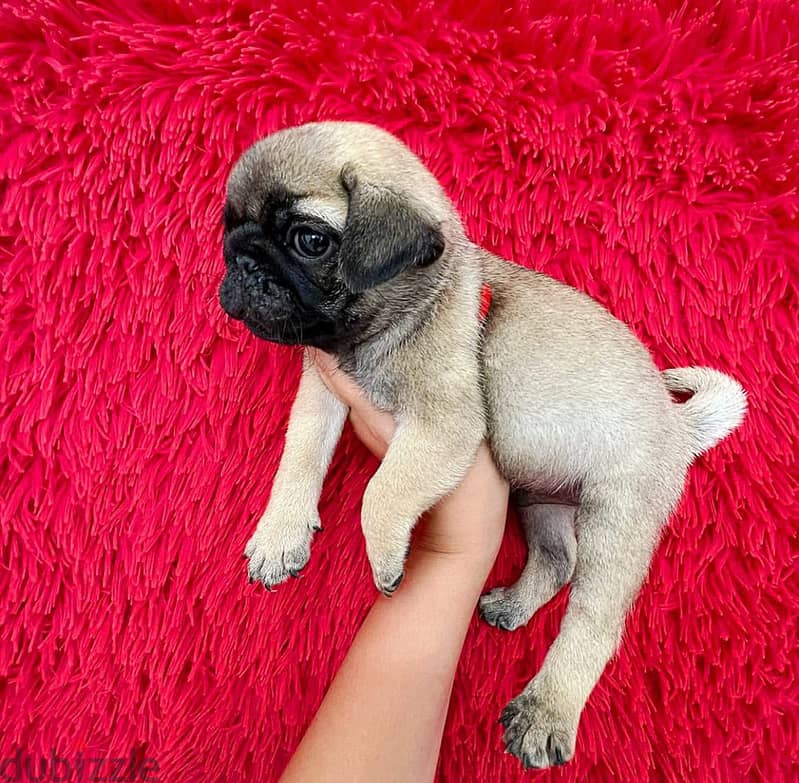 Pug Puppies For Sale. WhatsApp me ‪ +1 (484) 718‑9164‬ 0