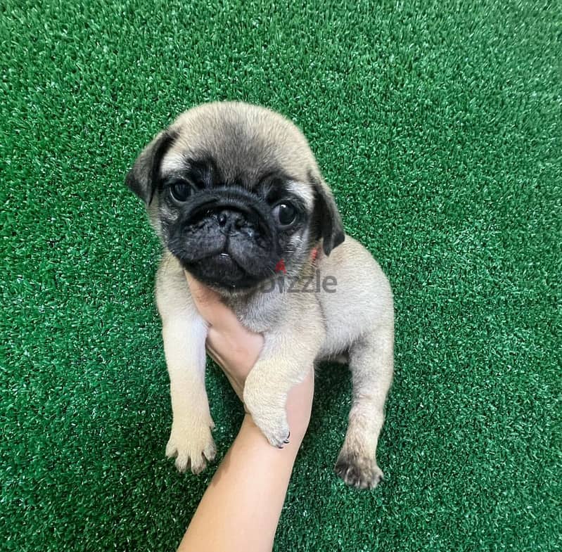 Pug Puppies For Sale. WhatsApp me ‪ +1 (484) 718‑9164‬ 1