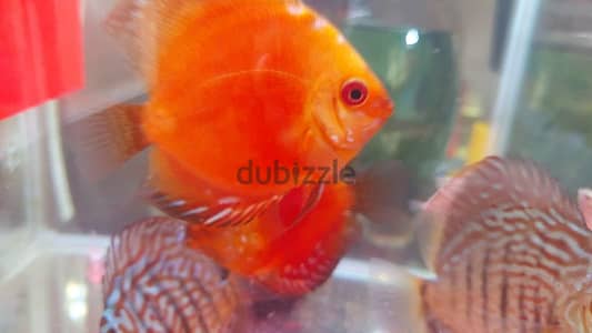 Discus