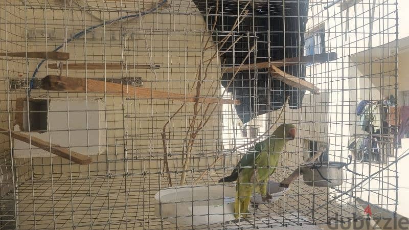 birds cage can make any size  pre order 1m 3/4m long 1