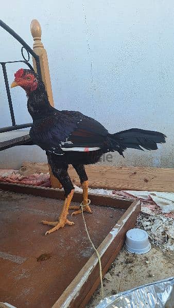 Aseel cock for sale at mawaleah 0