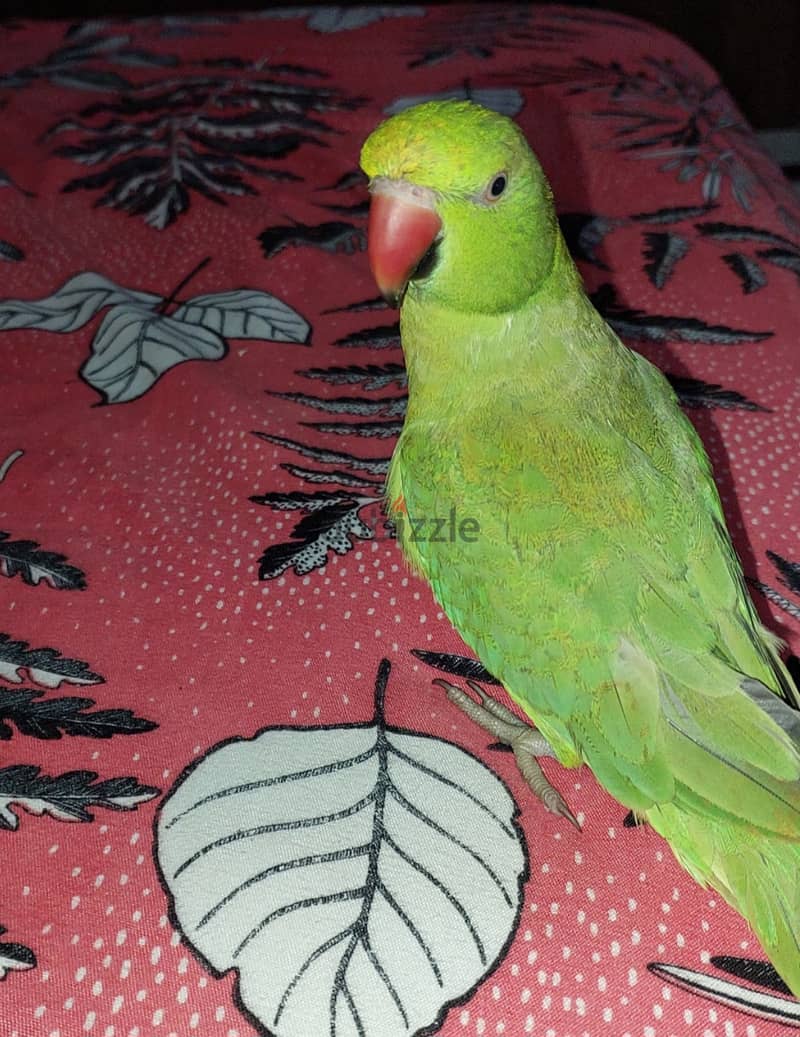 Green parrot 0