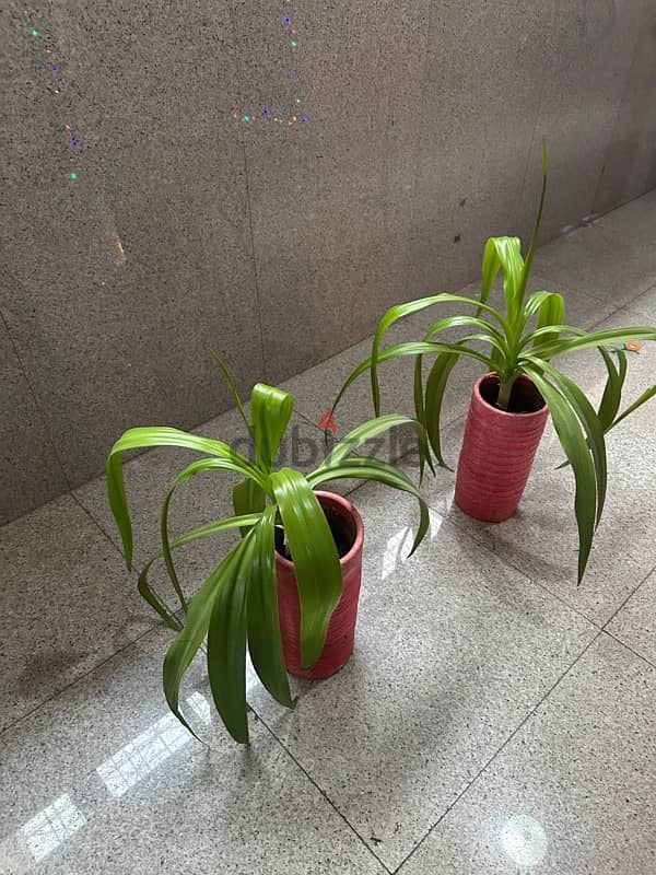 indoor plants 1