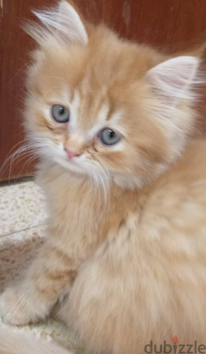 2 months completed 2 male kittens for sale OMR 50/- each. 1