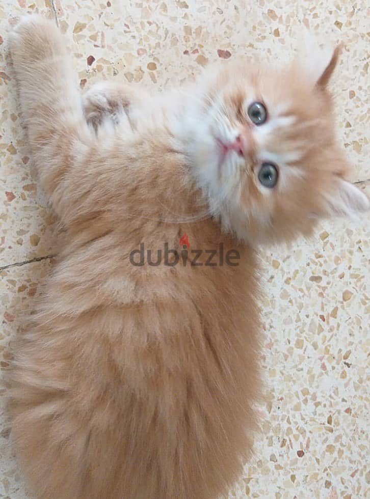 2 months completed 2 male kittens for sale OMR 50/- each. 2