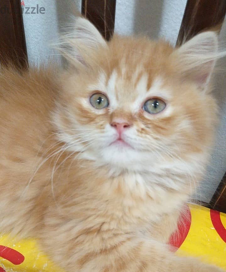 2 months completed 2 male kittens for sale OMR 50/- each. 6