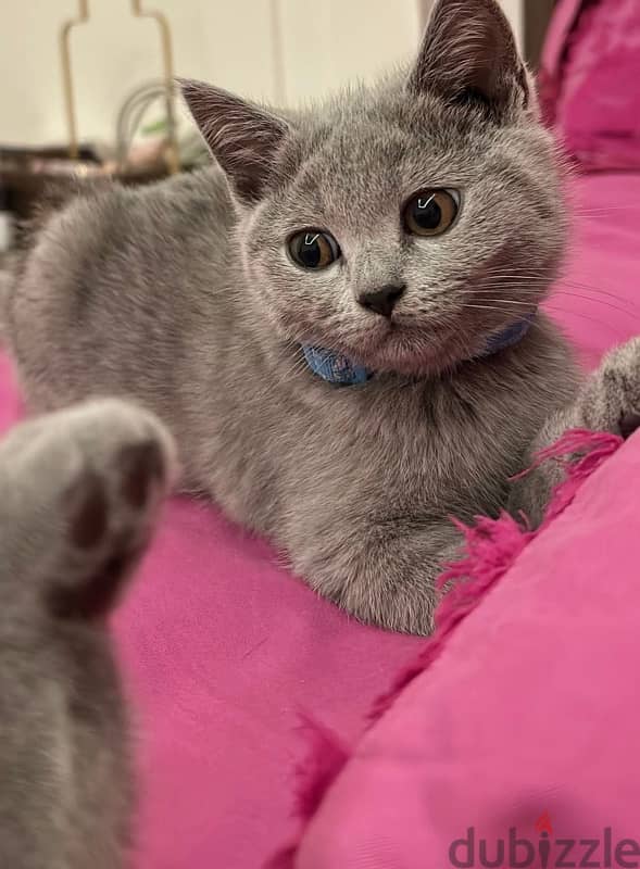 British shorthair kitten 1