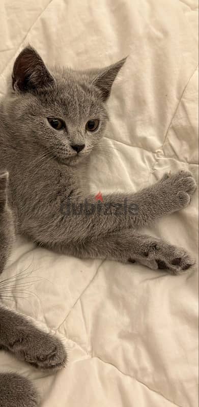 British shorthair kitten 2