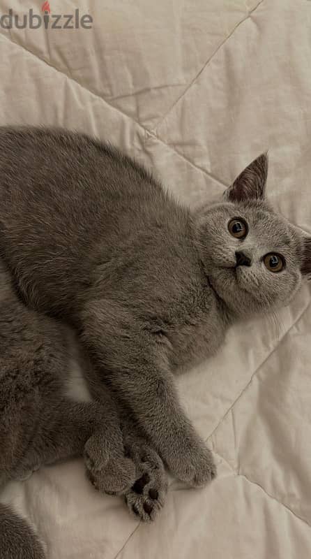 British shorthair kitten 3