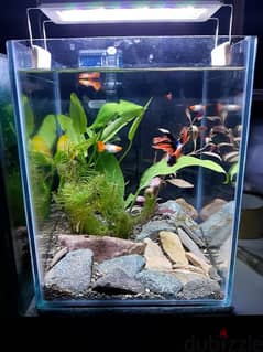 planted tank avaialble with filter and light watsapp me 95286803 0