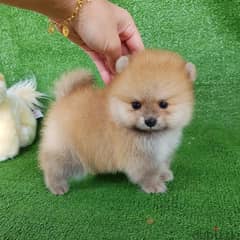 Pure Pomeranian for sale 0