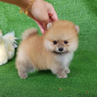 Pure Pomeranian for sale