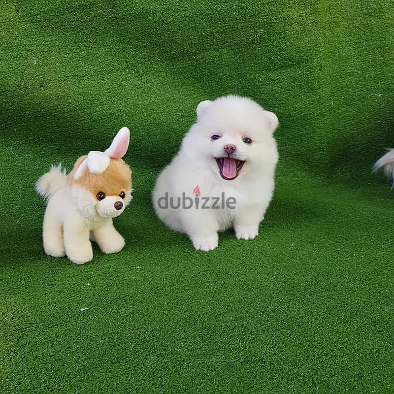 Pure Pomeranian for sale 1