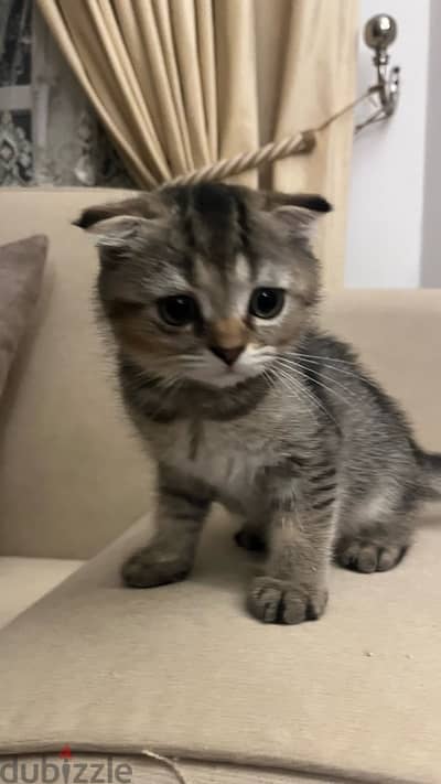 Tabby scottish fold (female)