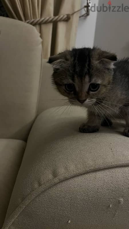 Tabby scottish fold (female) 1