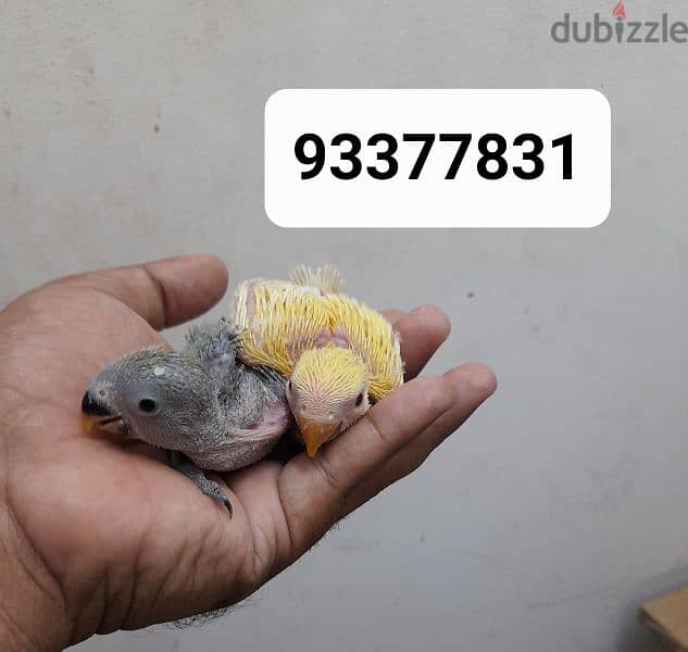 Healthy and beutiful bird chik . فراخ طيور الحب الأفريقية صحية وجميلة. 0