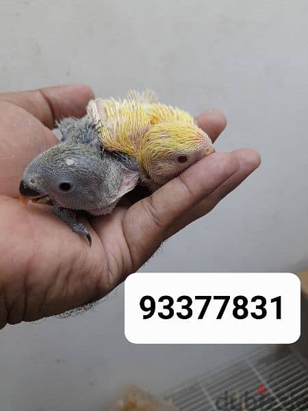 Healthy and beutiful bird chik . فراخ طيور الحب الأفريقية صحية وجميلة. 2