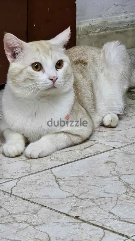 urgent sell a sherazi male cat 2