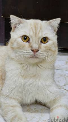 scottish fold male cat 0