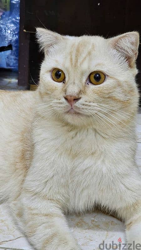 scottish fold male cat 4