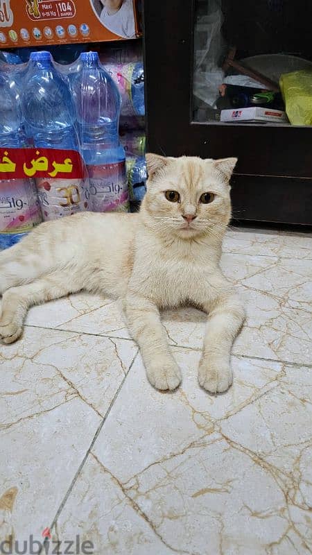 scottish fold male cat 5