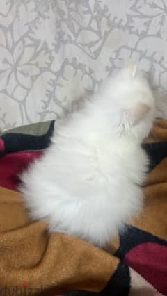 female cat for sale  قطه انث للبيع 0