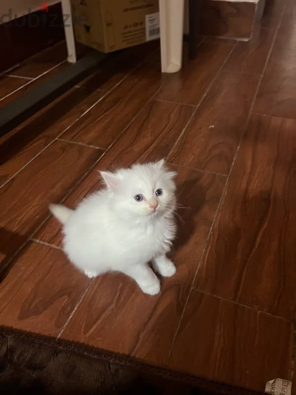 female cat for sale  قطه انث للبيع 1