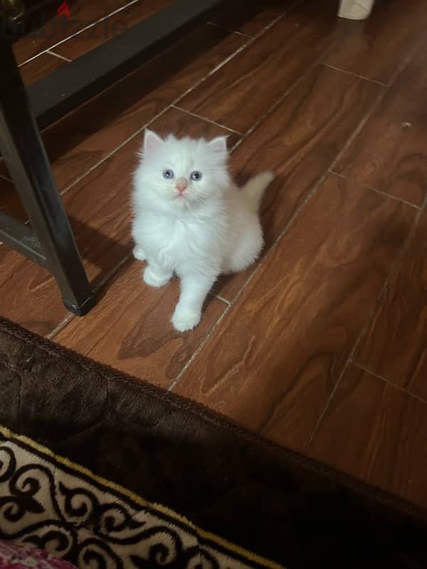 female cat for sale  قطه انث للبيع 2