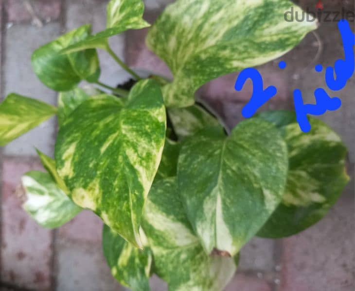 home grown plants for sale 3