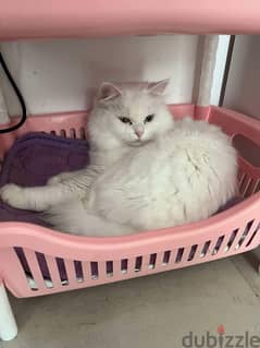 cats for sale persian bigbone 94203156 0