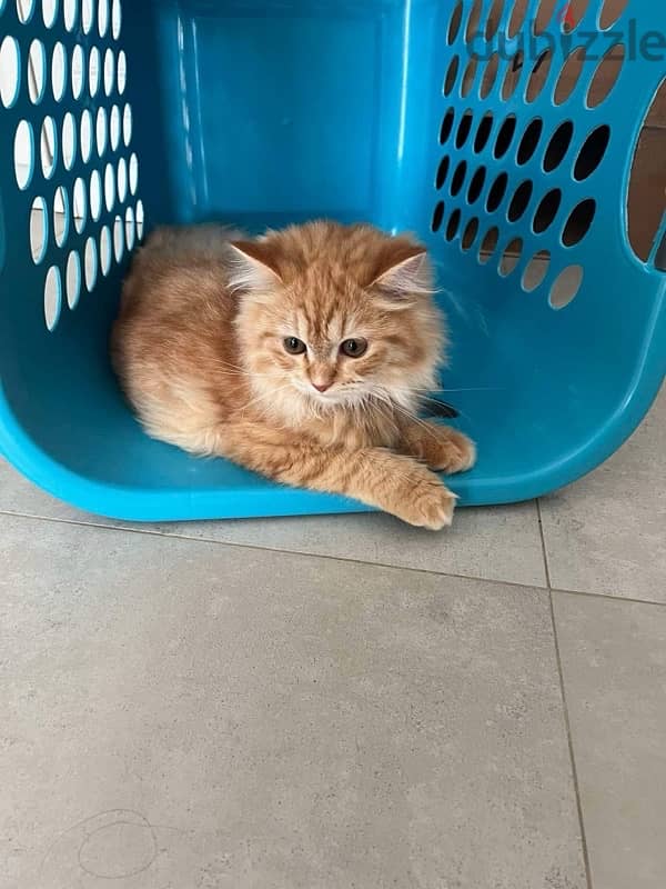 cats for sale persian bigbone 94203156 1