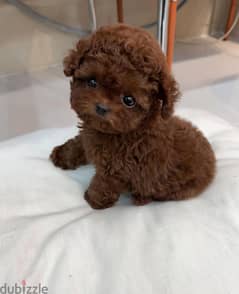 Beautiful Toy Poodle Puppies available Now!! 0