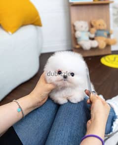 intelligent Pomeranian for sale 0