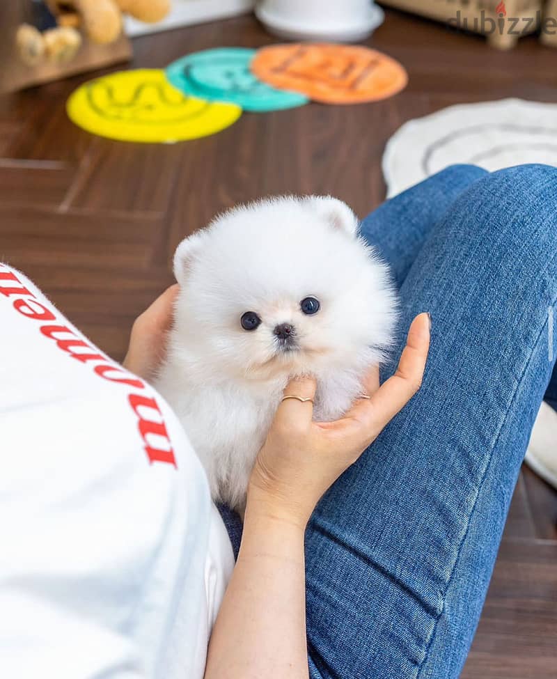 intelligent Pomeranian for sale 1