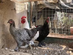 Chickens for sale 0