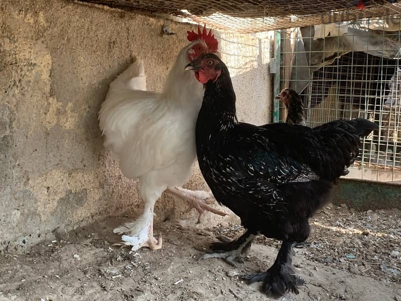 Chickens for sale 1