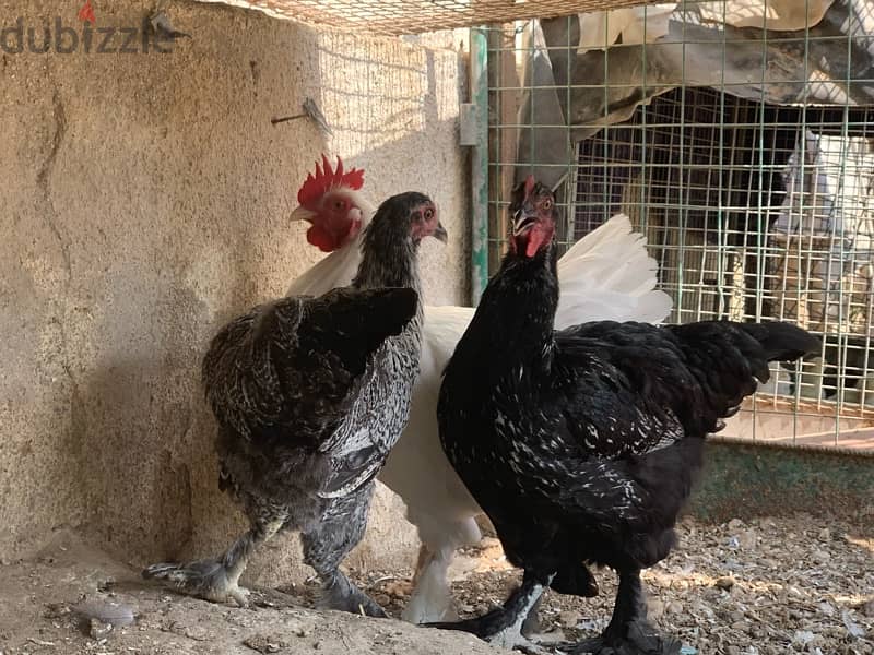 Chickens for sale 2